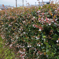 seto de abelia 12